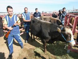 3 günde 15 kaçak kurban yakaladılar